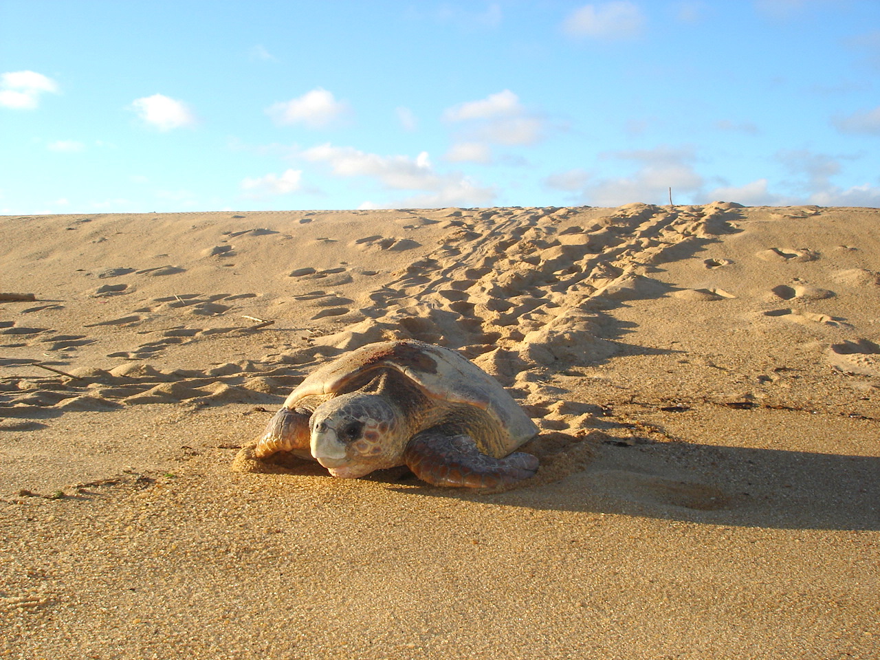 O Espírito Santo pode receber mais de 4 mil ninhos de tartarugas cabeçudas (Caretta caretta)(Foto: Divulgação/TAMAR)