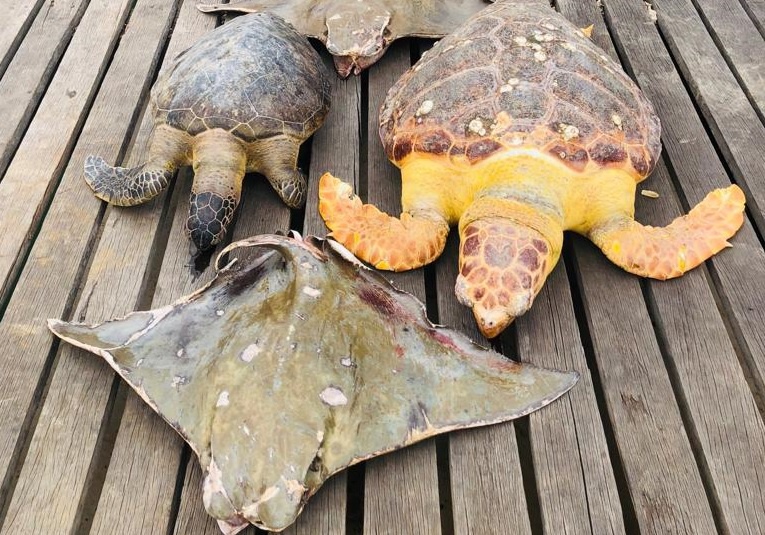 As arraias, a tartaruga-verde e a tartaruga-cabeçuda (Foto: Divulgação/ Semmam/ Prefeitura de Vitória)