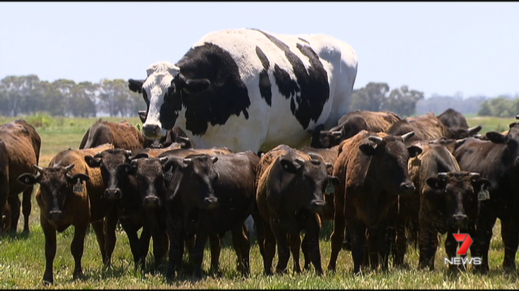 Altura de Knickers impressiona em relação aos outros animais "normais" (Foto: Reprodução / 7 News Austrália)