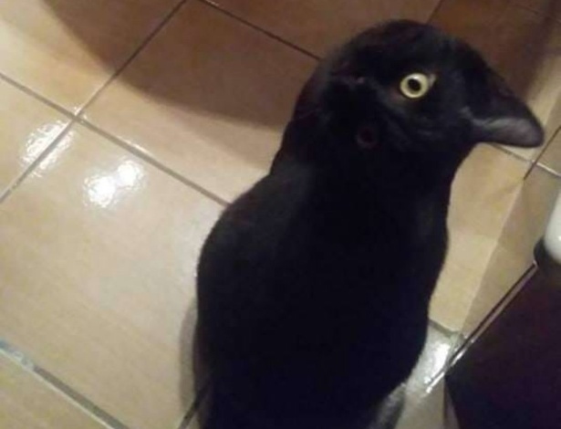 Até o Google se confundiu e identificou a imagem como sendo de um corvo (Foto: Reprodução/ Twitter/ Robert Maguire)