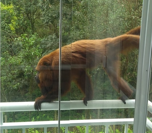 Bebê foi atacada pelo macaco bugio enquanto assistia televisão (Foto: Reprodução/ Internet/ Ed Dimas da Cunha/ Acervo Pessoal)