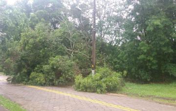 A árvore estava dentro do campus de Goiabeiras (Foto: Divulgação / UFES - 06/11/2018)