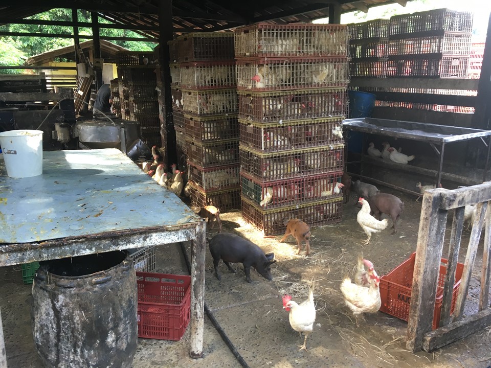 Aves eram abatidas em um mesmo local onde havia criação de porcos, que se alimentavam dos restos das galinhas (Foto: Divulgação / IDAF - Governo do Estado)