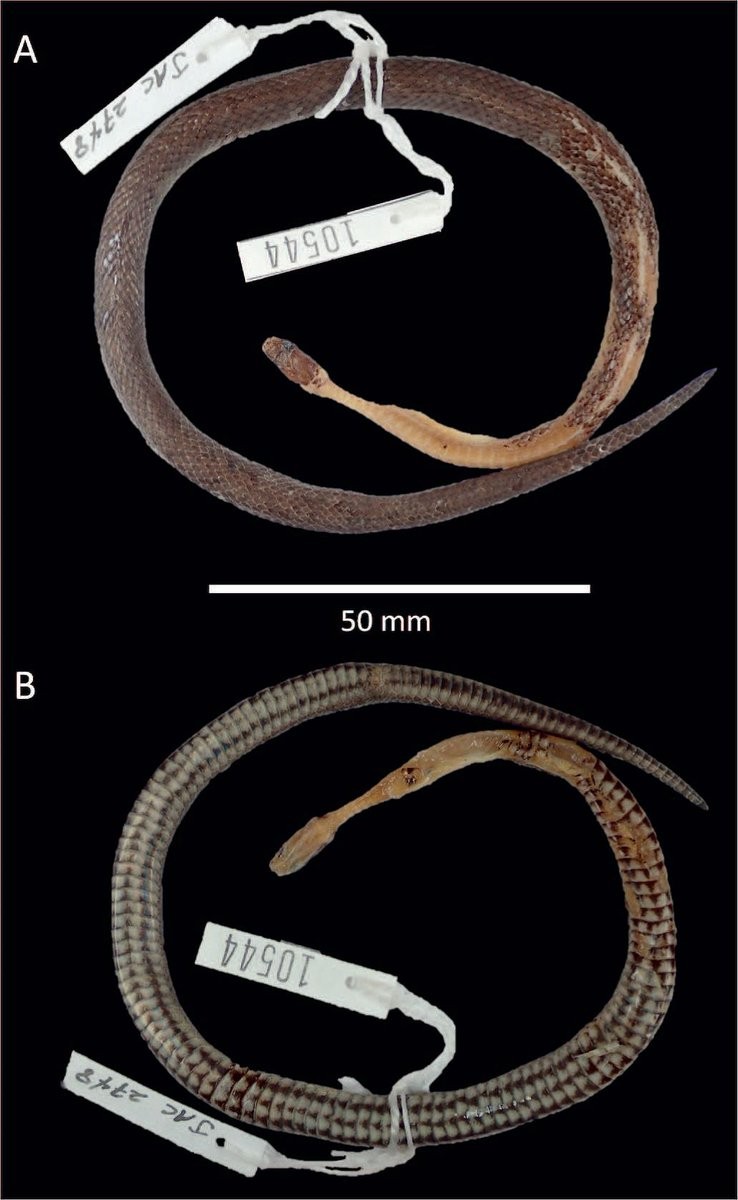 Nova espécie de cobra descoberta. (Foto: Journal of Herpetology)