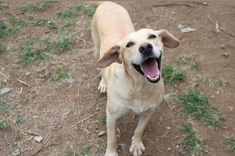 om as mudanças, os animais ganham mais uma defesa jurídica em caso de maus-tratos. (Foto: Assessoria / Feira de Adoção)