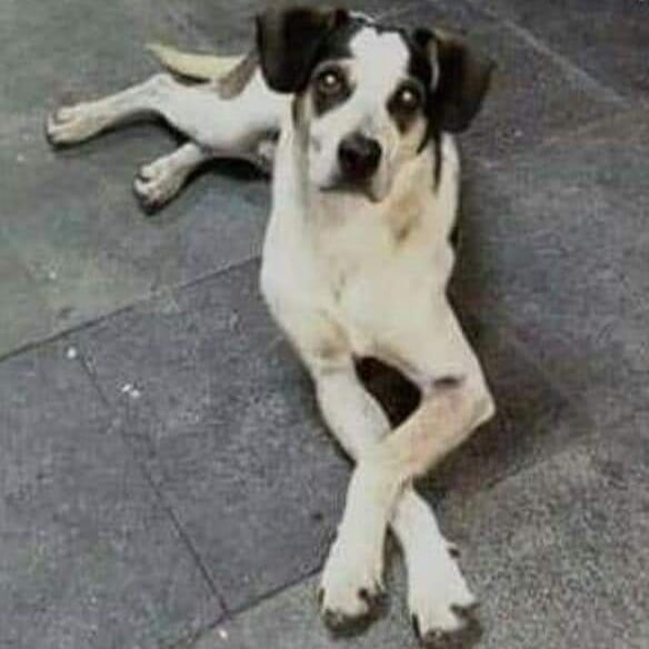 Manchinha foi morta dentro da rede de supermercados, em São Paulo (Foto: Reprodução / Internet)