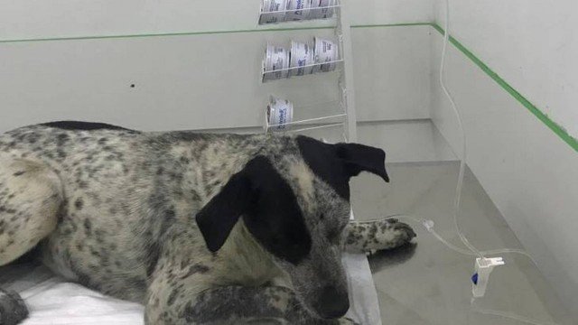 Cadela, conhecida como Pintada, foi baleada em SP (Foto: Divulgação/Polícia Militar de São Paulo)