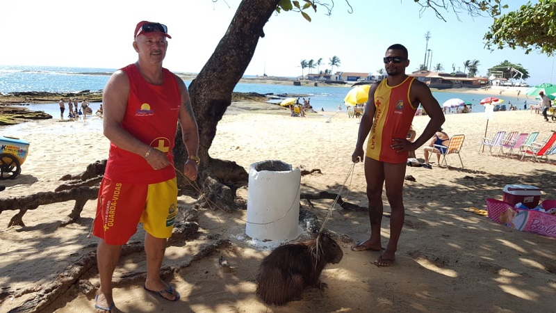 Uma Capivara foi vista nadando no mar, o que não é comum, e depois foi resgatada por salva-vidas (Foto: Tell Miranda)