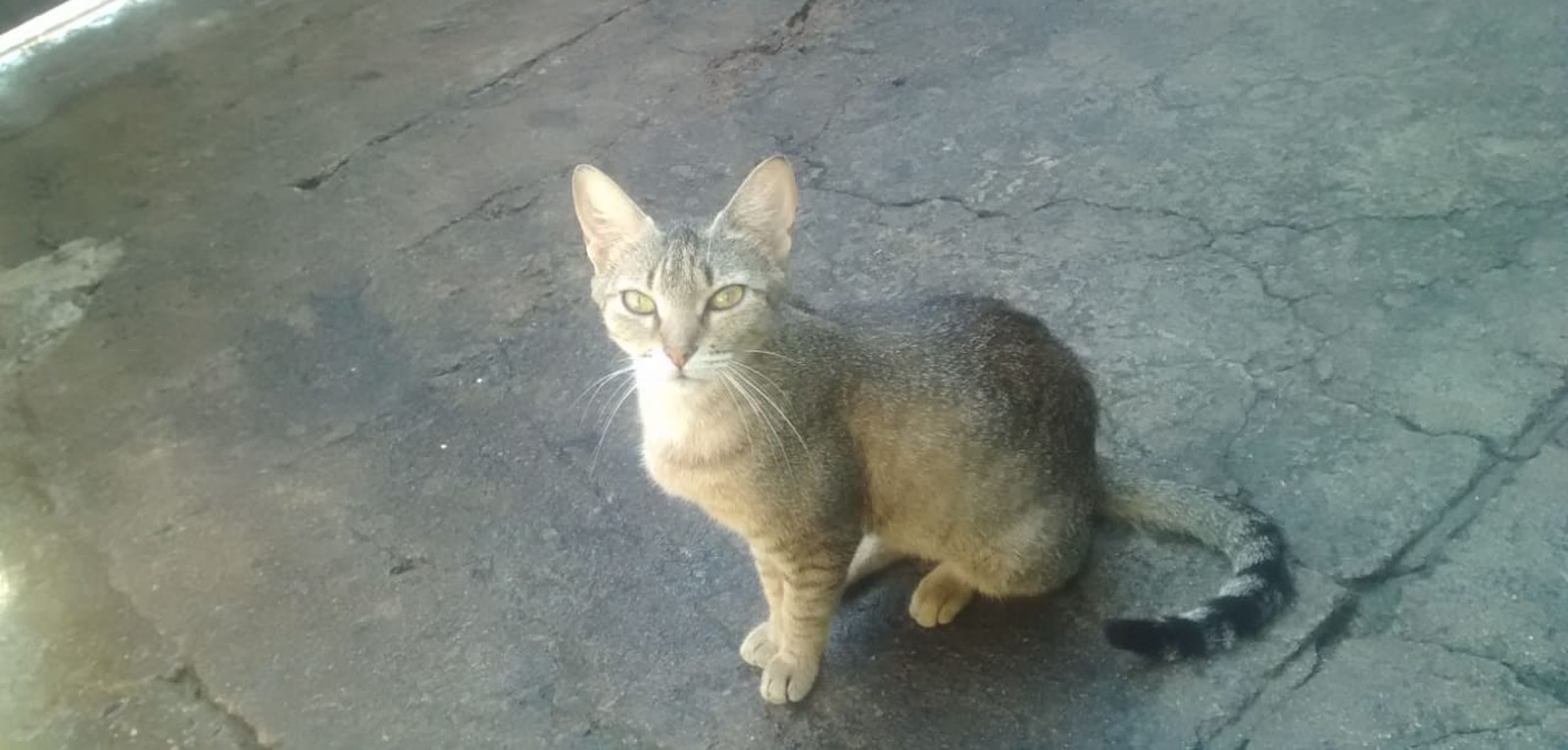 (Foto: Alyadine Rodegheri/Arquivo Pessoal)