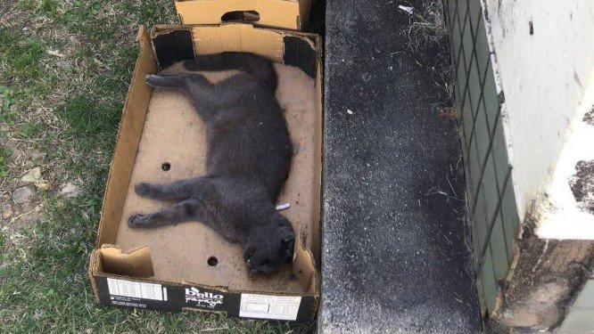 Gatos foram encontrados mortos no estacionamento (Foto: Ong Oito Vidas/Divulgação)