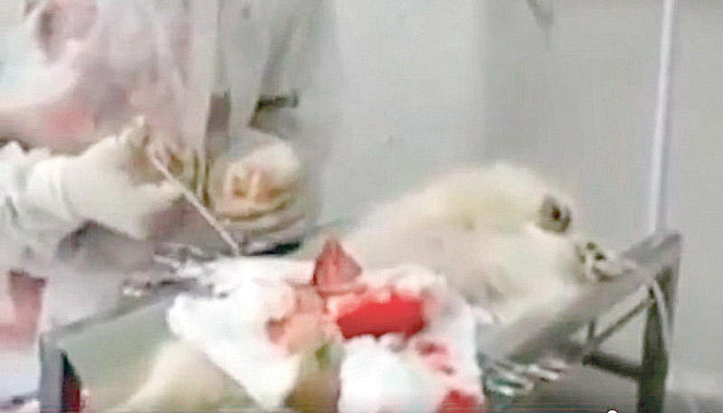 Cães sofreram maus-tratos durante cirurgia (destaque) em canil de Vila Velha (Foto: Arquivo A Tribuna)