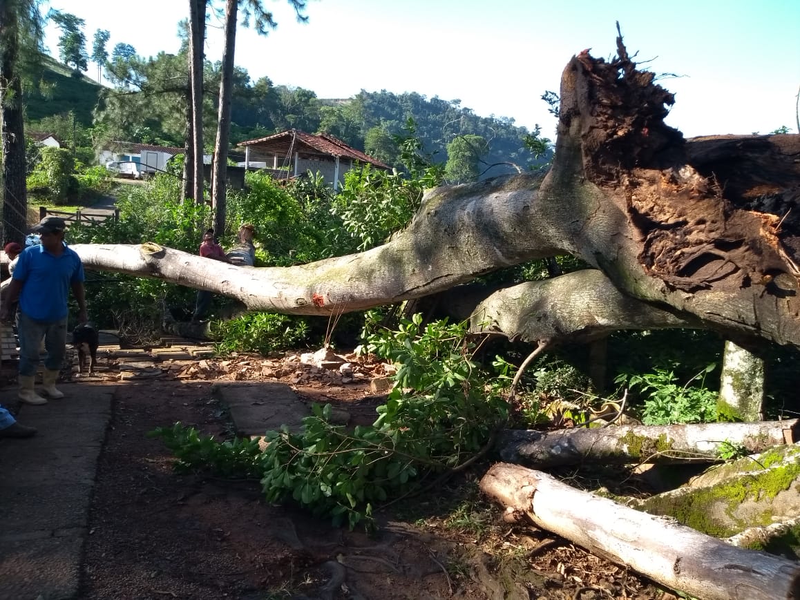 Queda de um tronco da árvore provocou a morte da ciclista (Foto: Divulgação / AT)