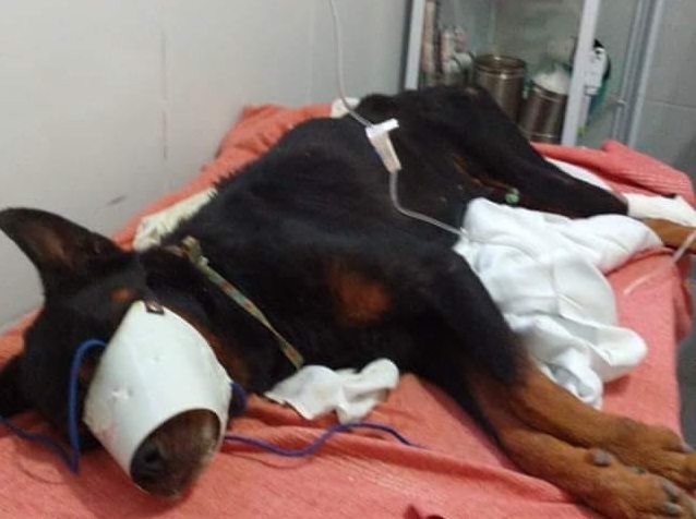 Cachorro foi resgatado após ser enterrado vivo no Alagoas (Foto: Divulgação/Facebook/ Projeto Acolher)