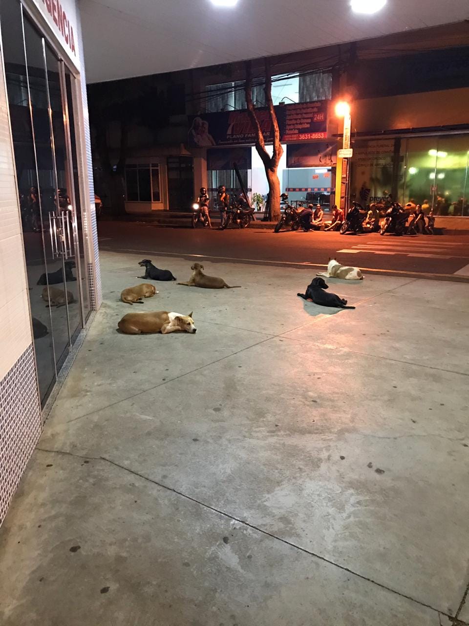 Cães seguiram ambulância e ficaram na porta do hospital esperando tutor. (Foto: Divulgação/ONG Amigos de Patas Cianorte)