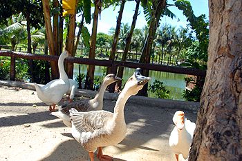 Parque Municipal da Fazendinha (Foto: Divulgação/Carlos Antolini)
