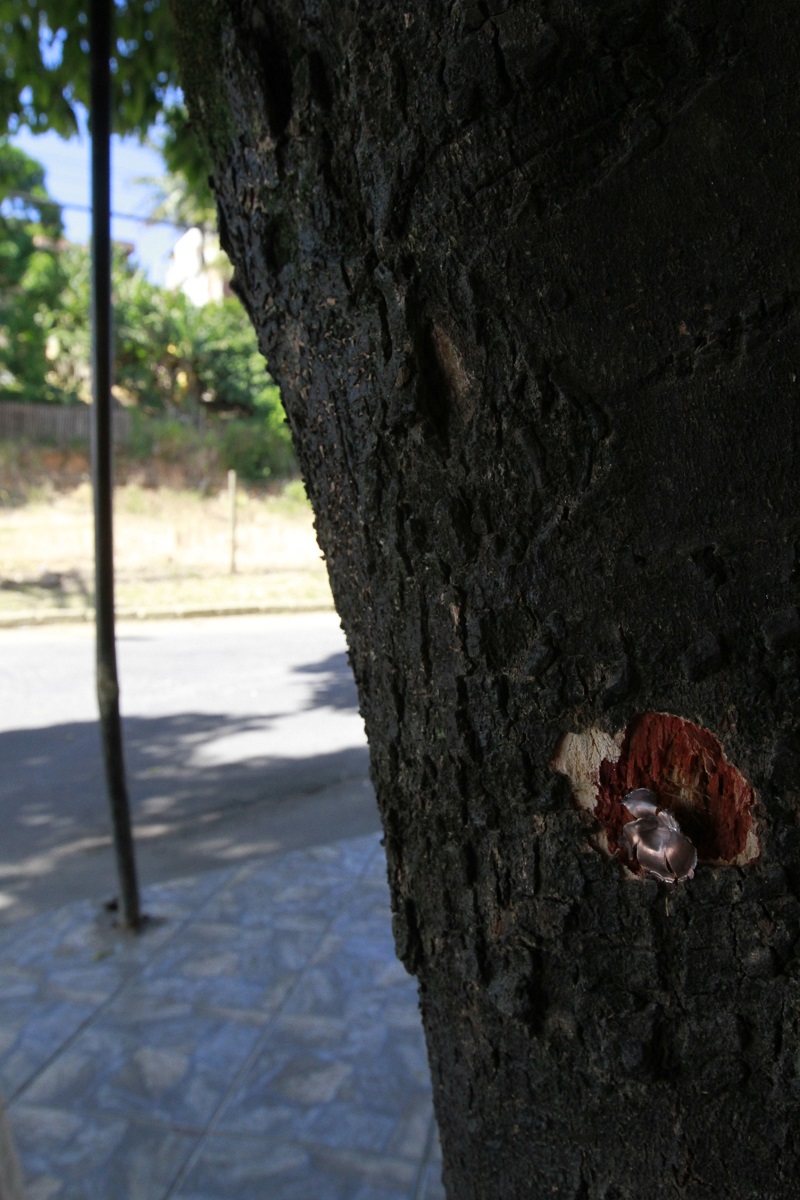 (Foto: Kadidja Fernandes)
