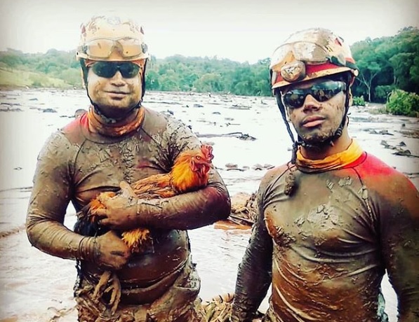 Bombeiros resgatam galinha em Brumadinho (Foto: Divulgação Instagram @bombeirosmg)