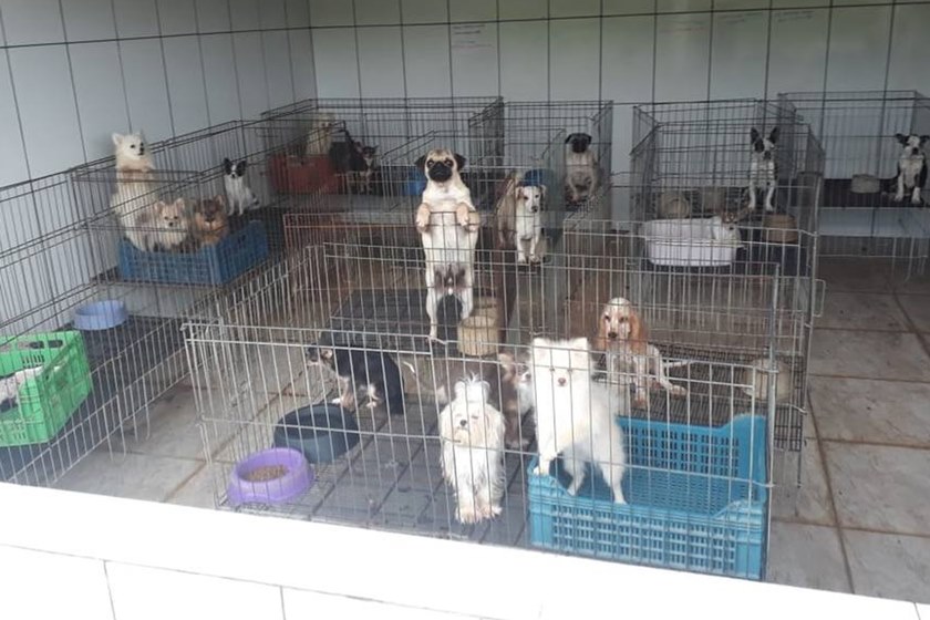 Segundo a Secretaria da Segurança, o canil funcionava irregularmente, tinha instalações inadequadas, falta de higiene e de organização (Foto: Divulgação/ Polícia Militar Ambiental)
