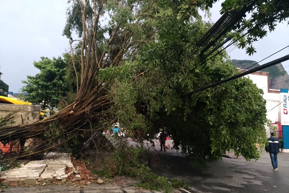 Árvore caiu durante temporal (Foto: Fernando Frazão/ Agência Brasil)