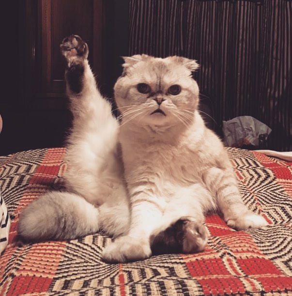 Olivia tem uma fortuna de R$ 365 milhões (Foto: Reprodução/ Instagram @taylorswift )