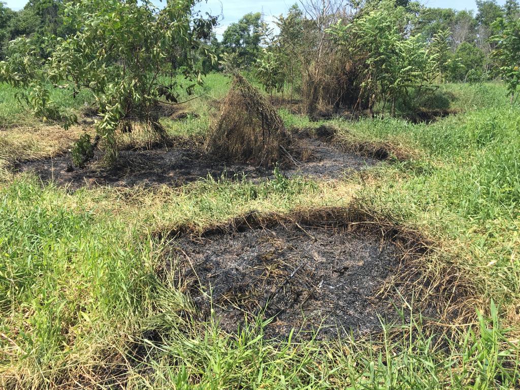 Bombeiros apagaram princípio de incêndio na turfa (Foto: Divulgação/ Corpo de Bombeiros)