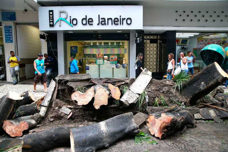 Árvore destrói calçada no Centro do Rio (Foto: Tânia Rêgo/Agência Brasil )