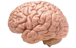 Imagem ilustrativa da imagem A memória eterniza o tempo