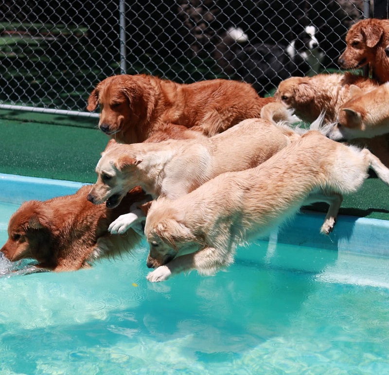 (Foto: Divulgação/Petfit Creche e Hotel)