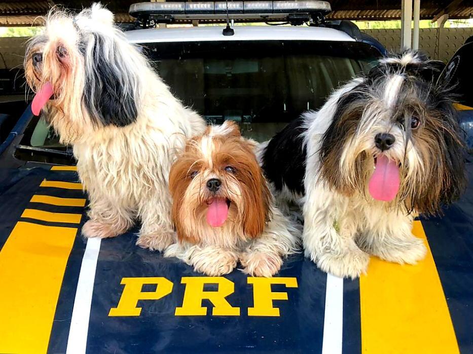 Segundo a Polícia Rodoviária Federal, os animais ficaram o tempo todo ao lado da motorista (Foto: Divulgação/ PRF-PB)