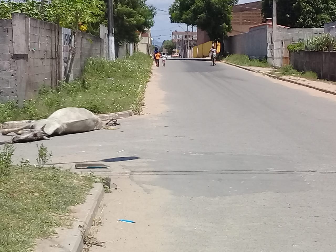 Animal morreu na hora (Foto: Luiz de Paula)