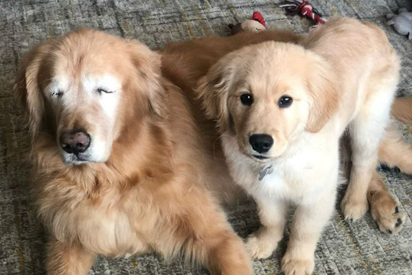 Charlie e seu amigo Maverick (Foto: Reprodução / Instagram)