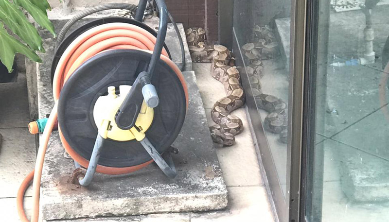 Cobra foi encontrada no quintal da casa (Foto: Sérgio Sarkis / WhatsApp)