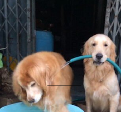 Um dos muitos memes com "Golden Shower" que circularam na rede (Foto: Reprodução/internet)