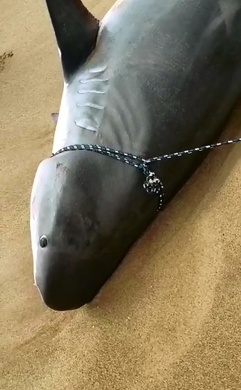 Tubarão foi capturado no Rio de Janeiro (Foto: Reprodução/ YouTube)