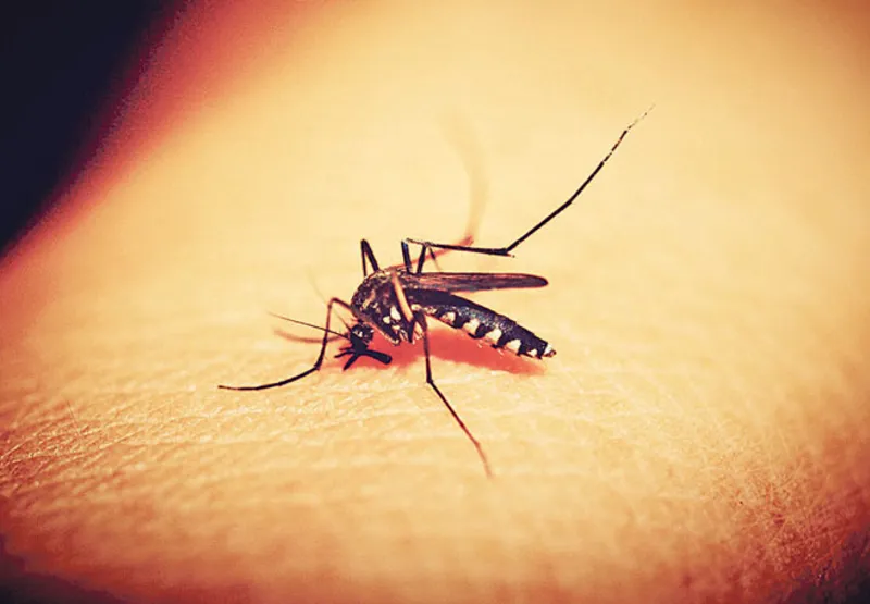 Mosquito: aumento da temperatura