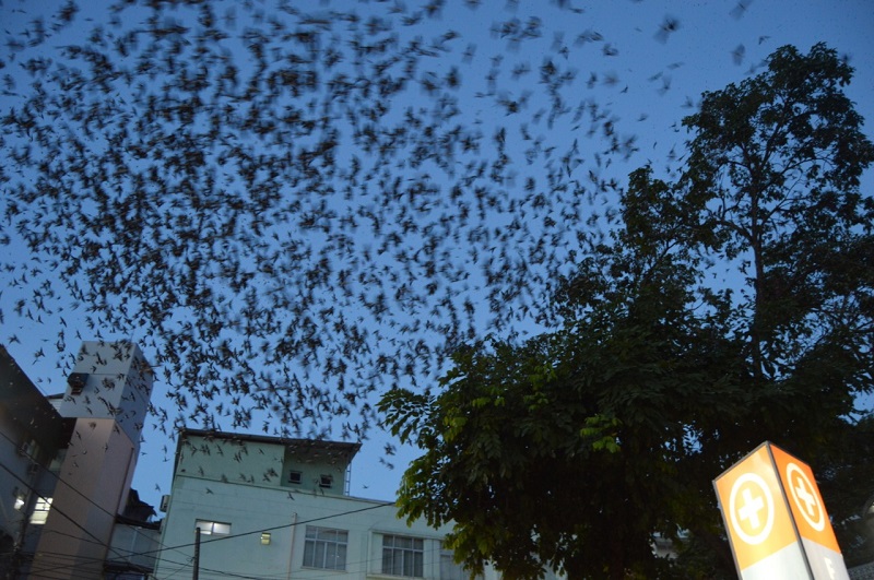As andorinhas chegam em grande quantidade e se aglomeram em árvores da região, próximas à praça principal do bairro (Foto: Alessandro de Paula)