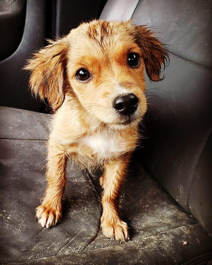 Cãozinho resgatado pelos bombeiros (Foto: Reprodução/ Facebook Corpo de Bombeiros Militar de Minas Gerais)