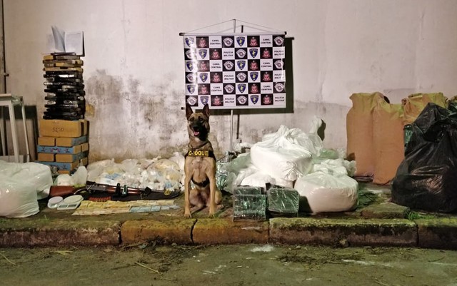 Dara, que integra o Canil da PM, farejou a moradia e indicou aos policiais que o local estava sendo usado para esconder a grande quantidade de entorpecentes. (Foto: Divulgação/PMSP)