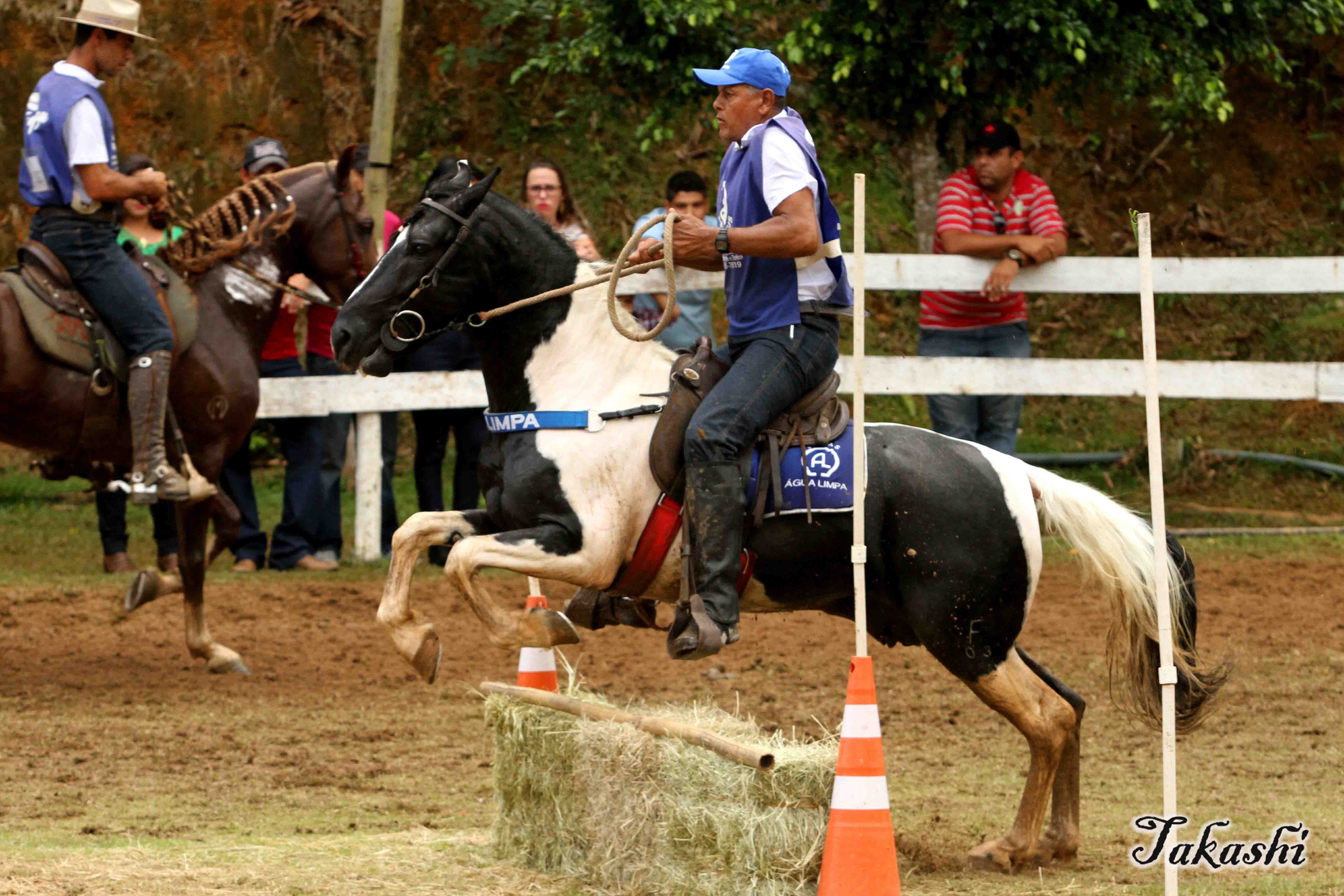 Cavalos em treinamento de saltos (Foto: Paulo Takashi)