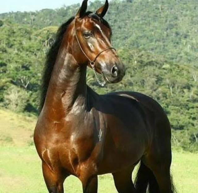 Valor do cavalos chamou a atenção em exposição (Foto: Divulgação)