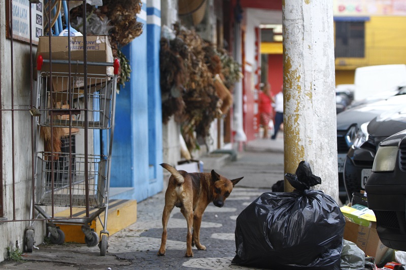 Cachorro na Vila Rubim, em Vitória (Foto: Thiago Coutinho/ AT/ 10/04/19)