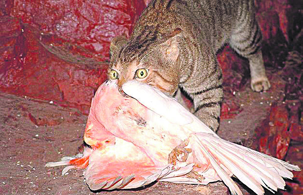 Os felinos já dizimaram 20 espécies no país (Foto: Divulgação)