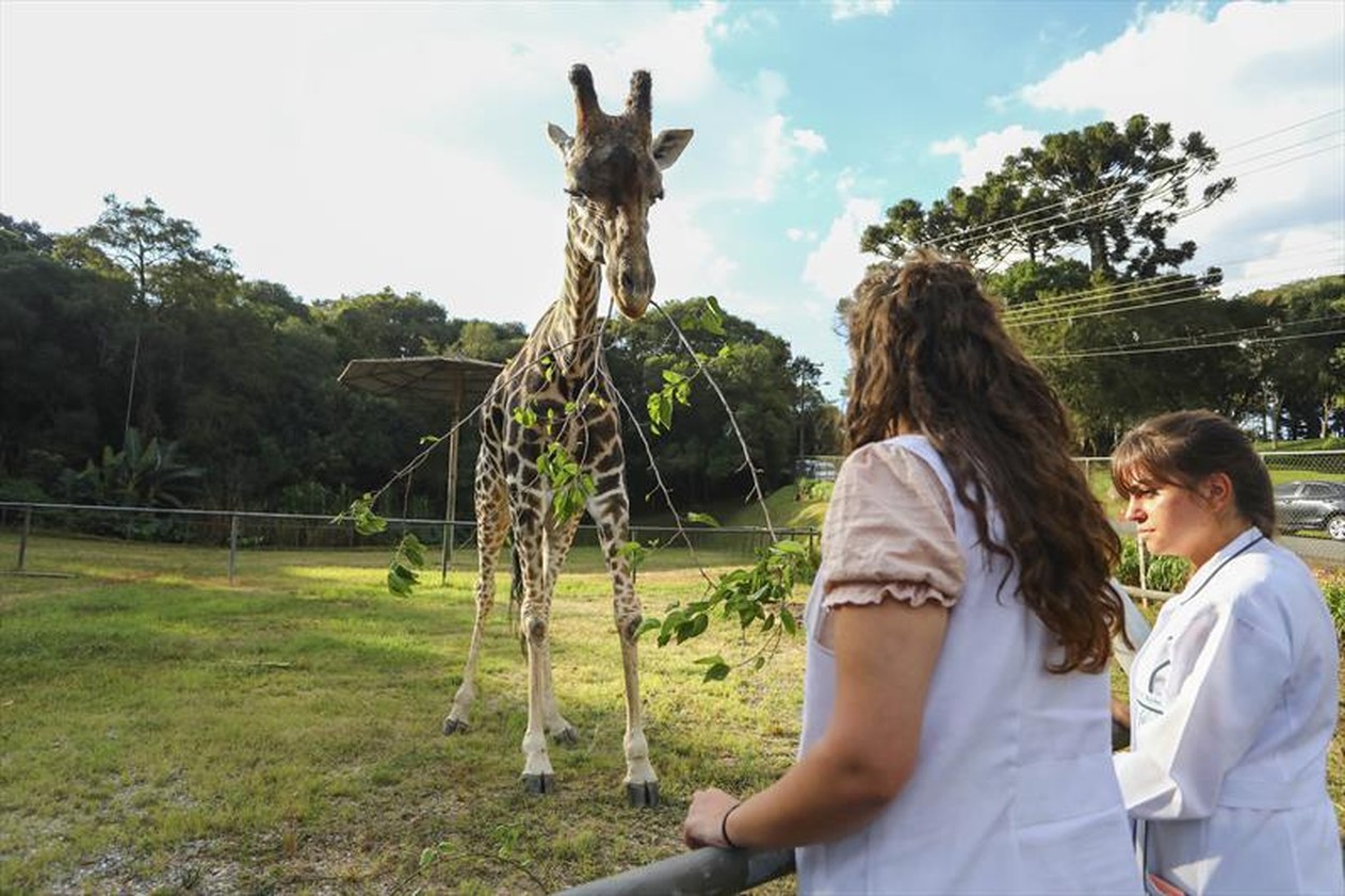 A girafa Pandinha compelta 30 anos de idade (Foto: Daniel Castellano/SMCS)