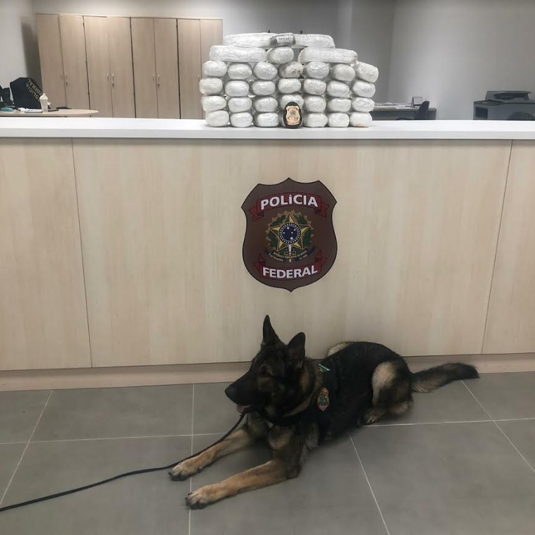 Cão detector de drogas ao lado da apreensão (Foto: Divulgação/ PF/ES)