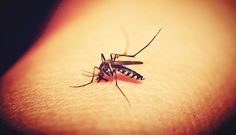 Aumento na circulação de mosquitos eleva risco de novos casos de febre amarela (Foto: Divulgação)