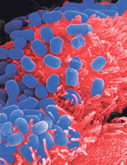 Representação da Escherichia coli (Foto: Divulgação)