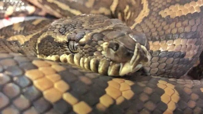 Imagem ilustrativa da imagem Cobras podem ser origem de infecção de coronavírus