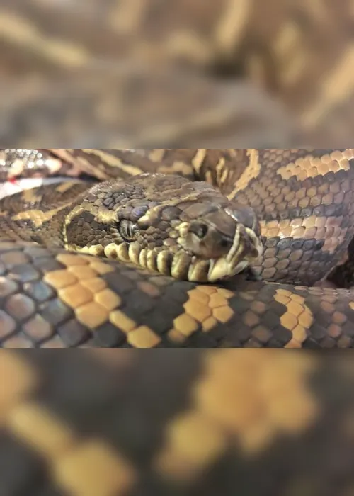 Imagem ilustrativa da imagem Cobras podem ser origem de infecção de coronavírus