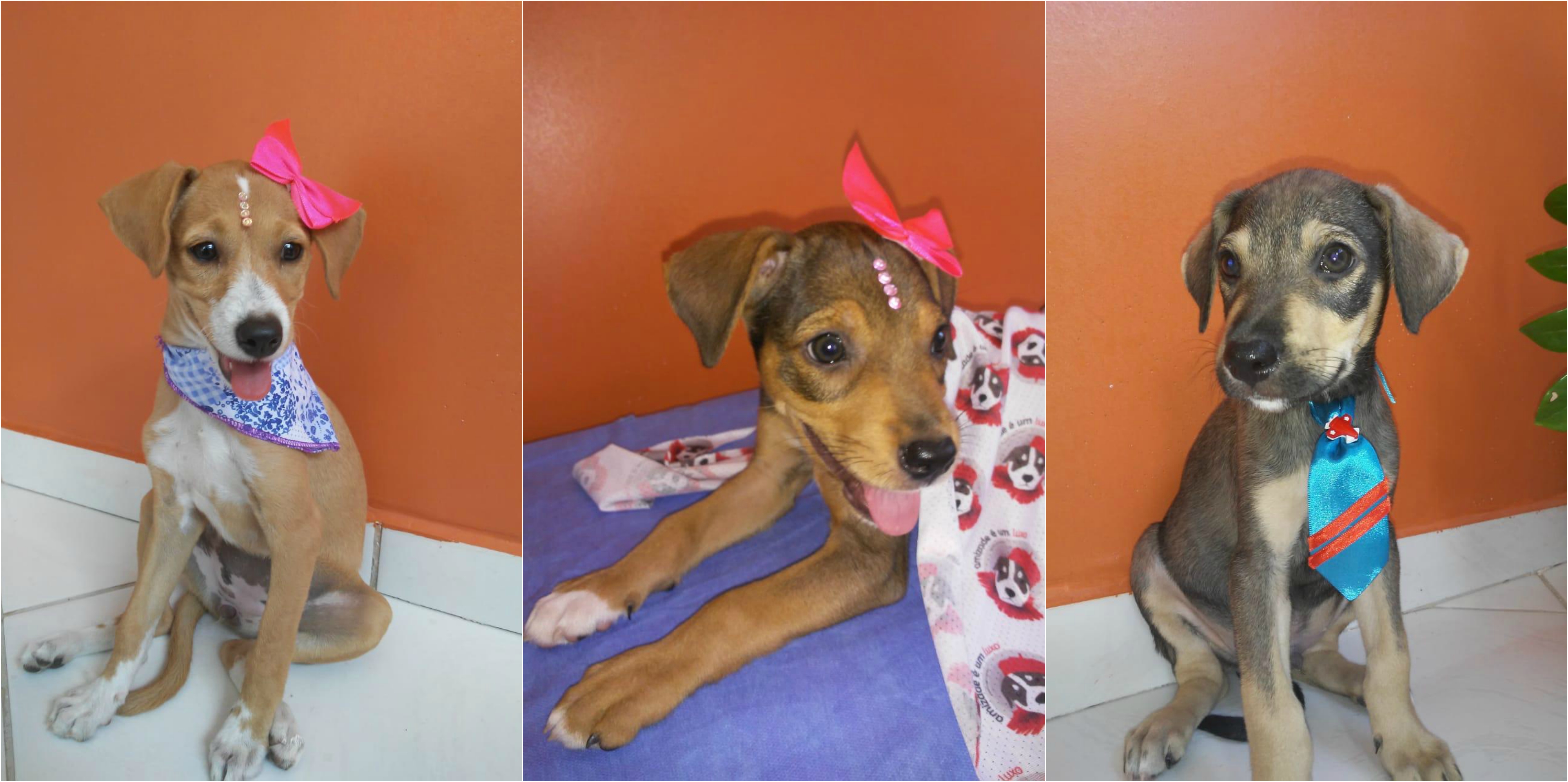 Alguns dos animais disponíveis para adoção. (Fotos: ONG Amizade É Um Luxo)