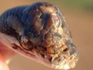 Animal é do tipo píton-carpete (Foto: NT Parks and Wildlife/BBC)